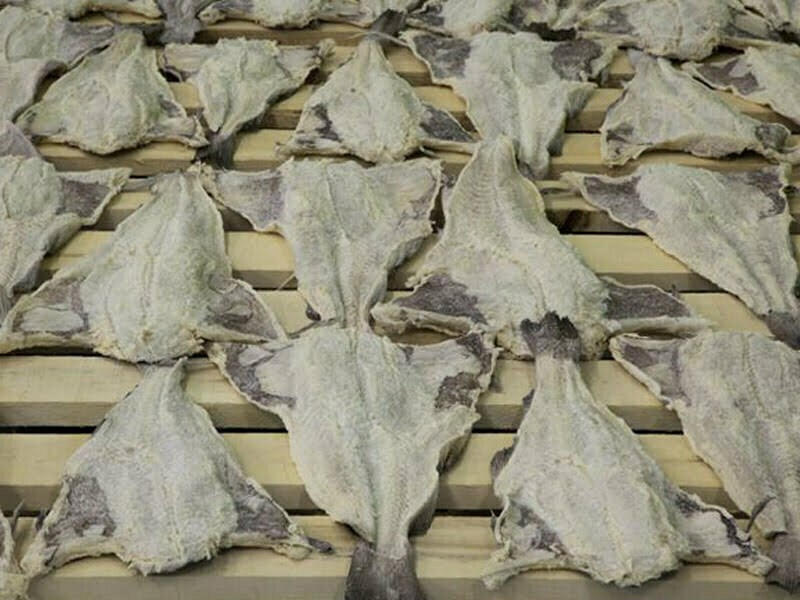 Islândia aumenta quota de pesca do bacalhau para as 244 mil toneladas