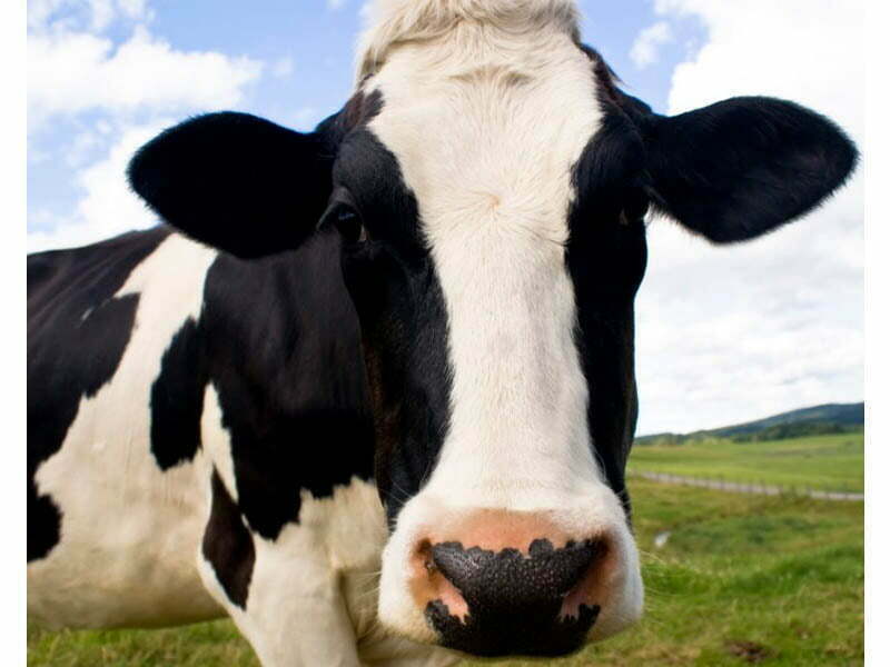 Ranking de empresas alimentares que mais respeitam o bem-estar animal