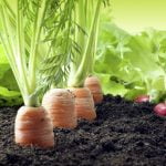 agricultura agricultores