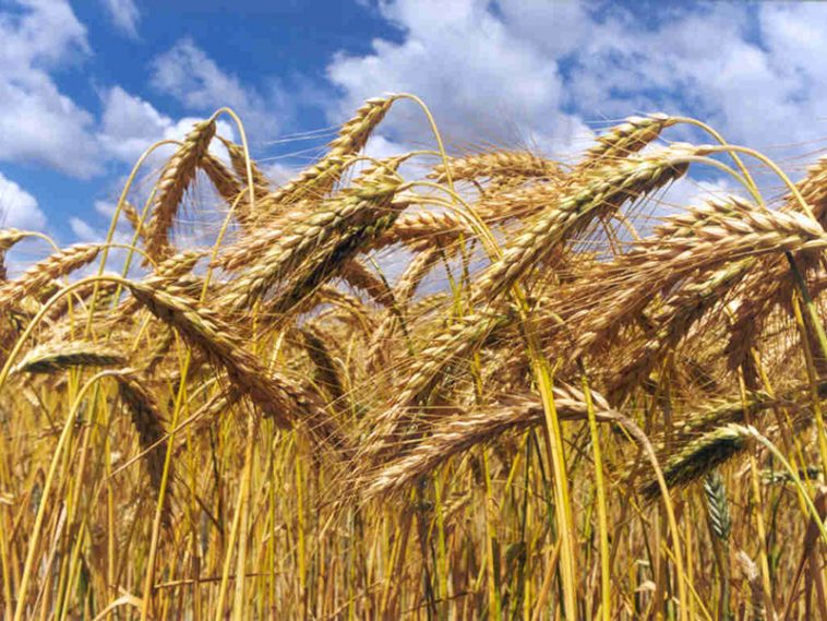 UE preços agrícolas