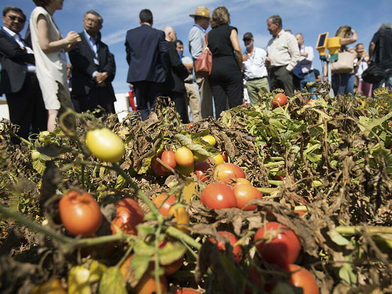 Quando a tecnologia se alia à agricultura
