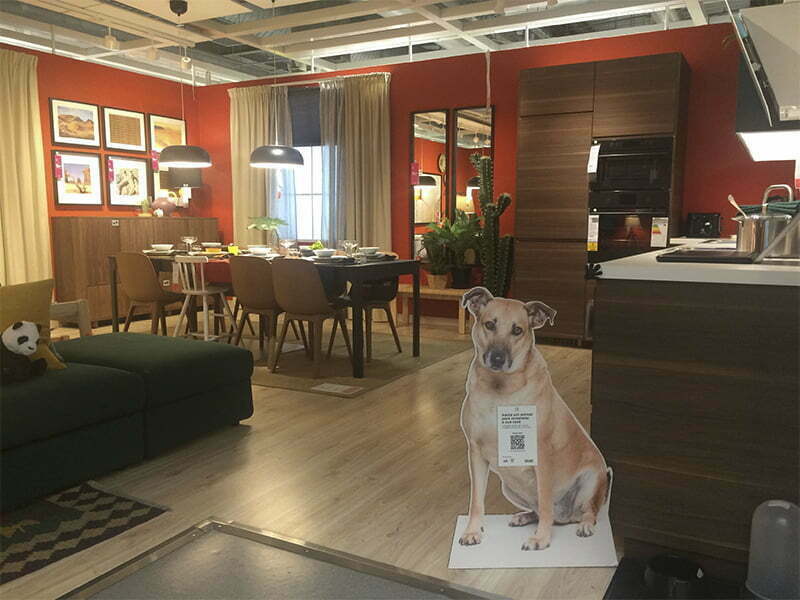 IKEA convida clientes a adotar um animal