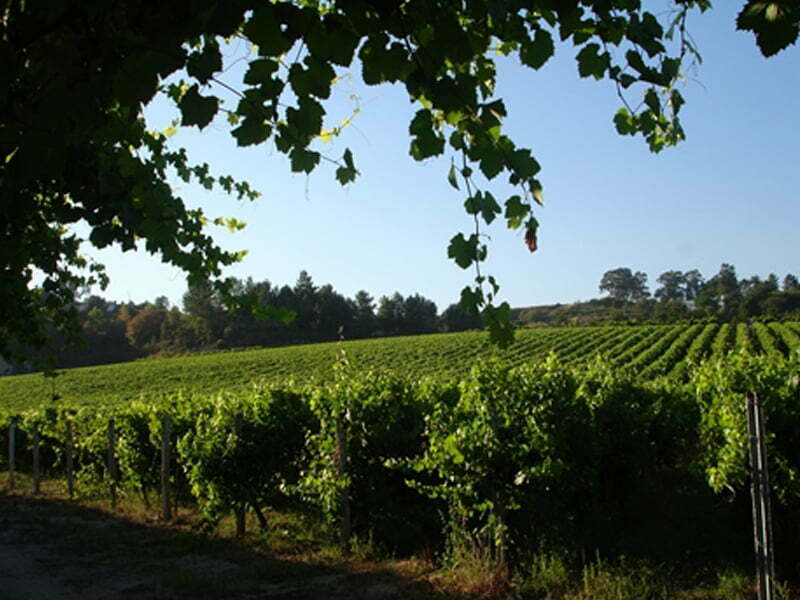 Rota dos Vinhos Verdes investe meio milhão de euros no Enoturismo