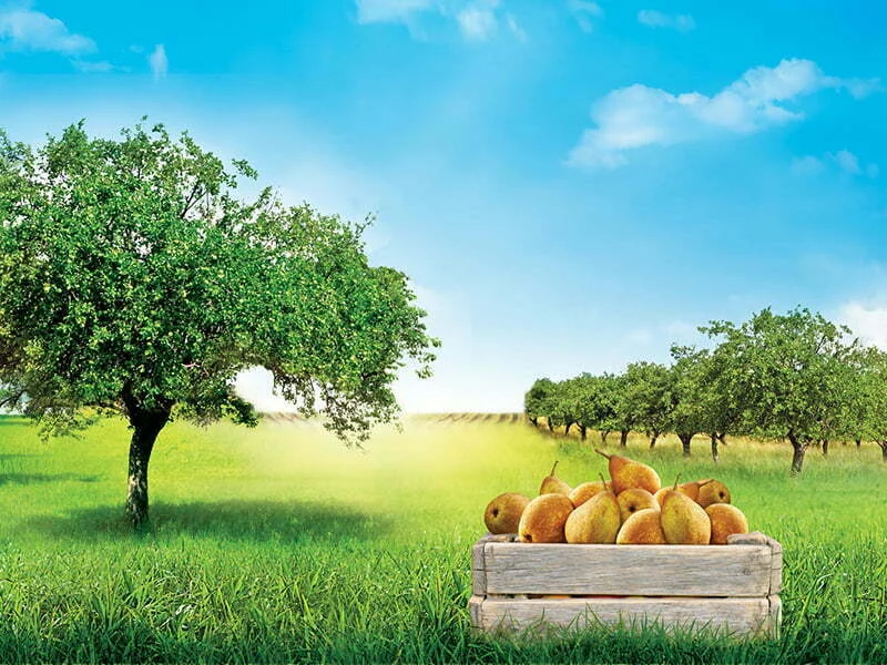 Compal desafia fruticultores a candidatar-se a bolsa de 20 mil euros
