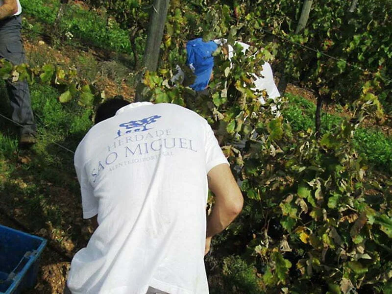 Casa Agrícola Alexandre Relvas faz balanço positivo das vindimas