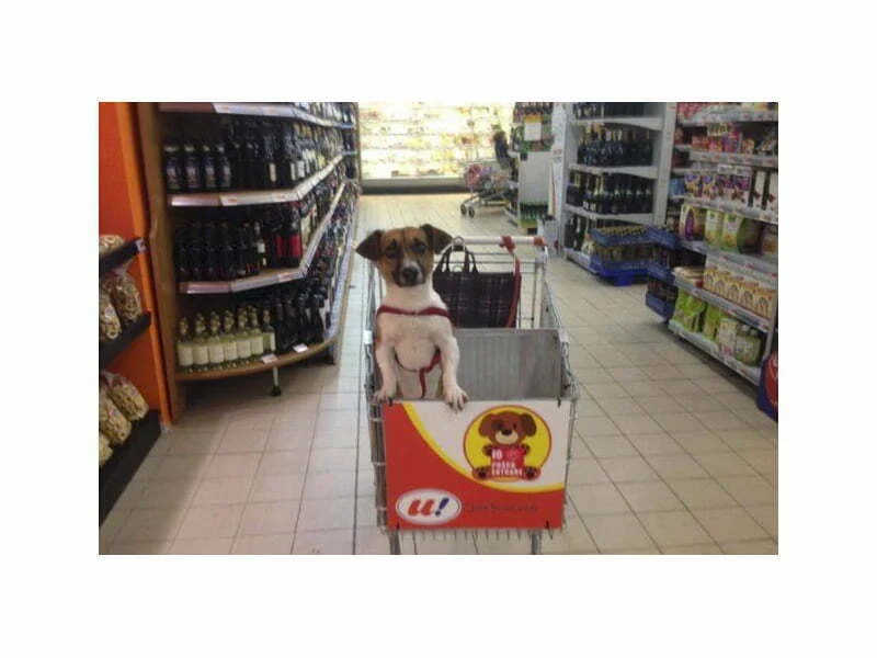 Animais de companhia acompanham donos nas compras em supermercado italiano