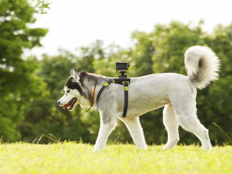 Sony lança acessório de animais de estimação nas suas Action Cam