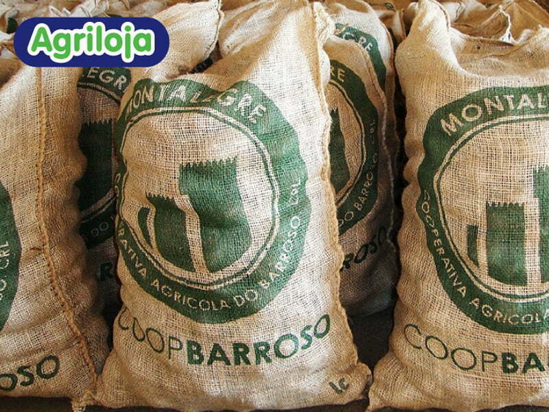 Agriloja vende Batata de Semente Nacional Certificada