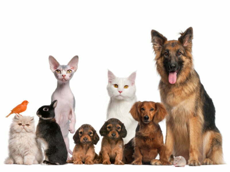 Mais de metade dos lares portugueses têm pelo menos um animal de estimação