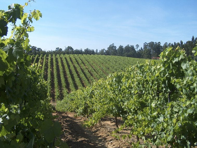 Vinhos Verdes Insights