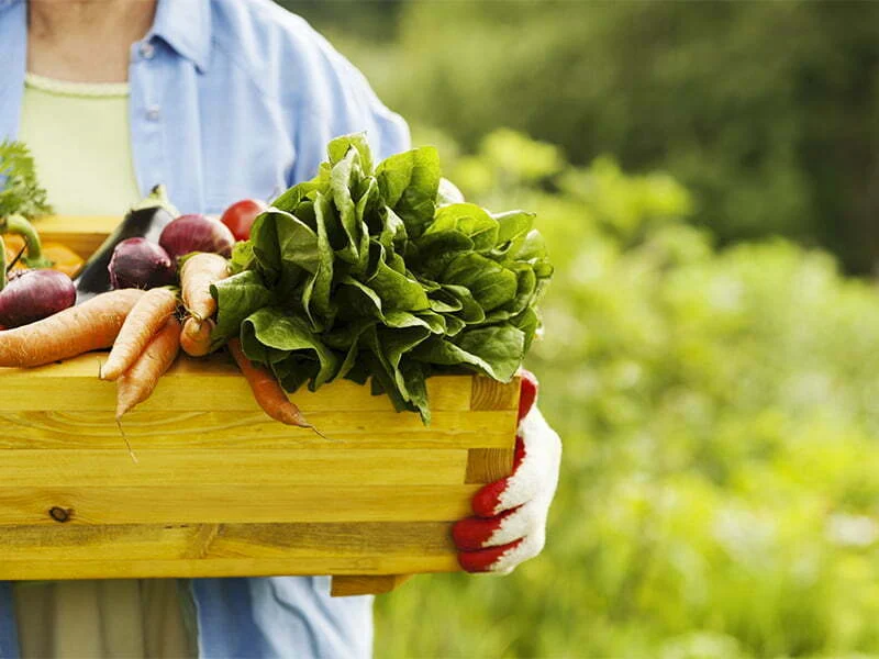 1/4 dos alimentos lançados na Alemanha são orgânicos