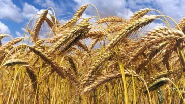 FAO preços alimentos