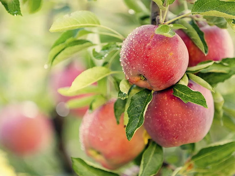 União Europeia reduziu em 4% as exportações de fruta e vegetais
