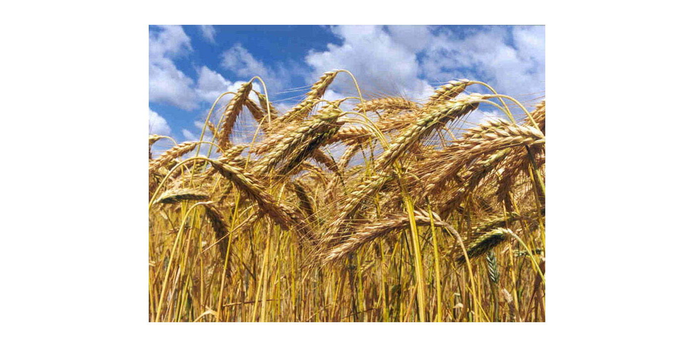 Comissão Europeia investe mil milhões de euros em agricultura e alimentos ecológicos