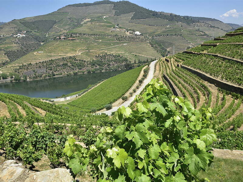 Sogrape Vinhos declara Vintage 2016 para Ferreira, Sandeman e Offley