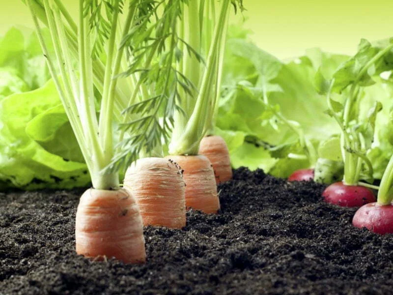 Estudo da OCDE e da FAO prevê uma desaceleração na demanda por alimentos