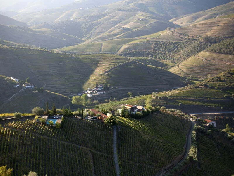 Quinta Vale D. Maria declara 2016 como ano de Porto Vintage