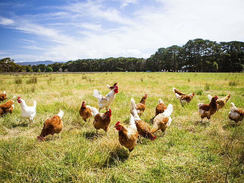 Nestlé, Unilever e IKEA unem forças para o bem-estar animal