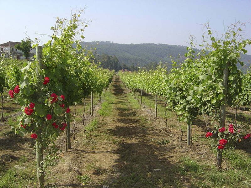 Vinhos da Quinta da Lixa distinguem-se nos prémios internacionais