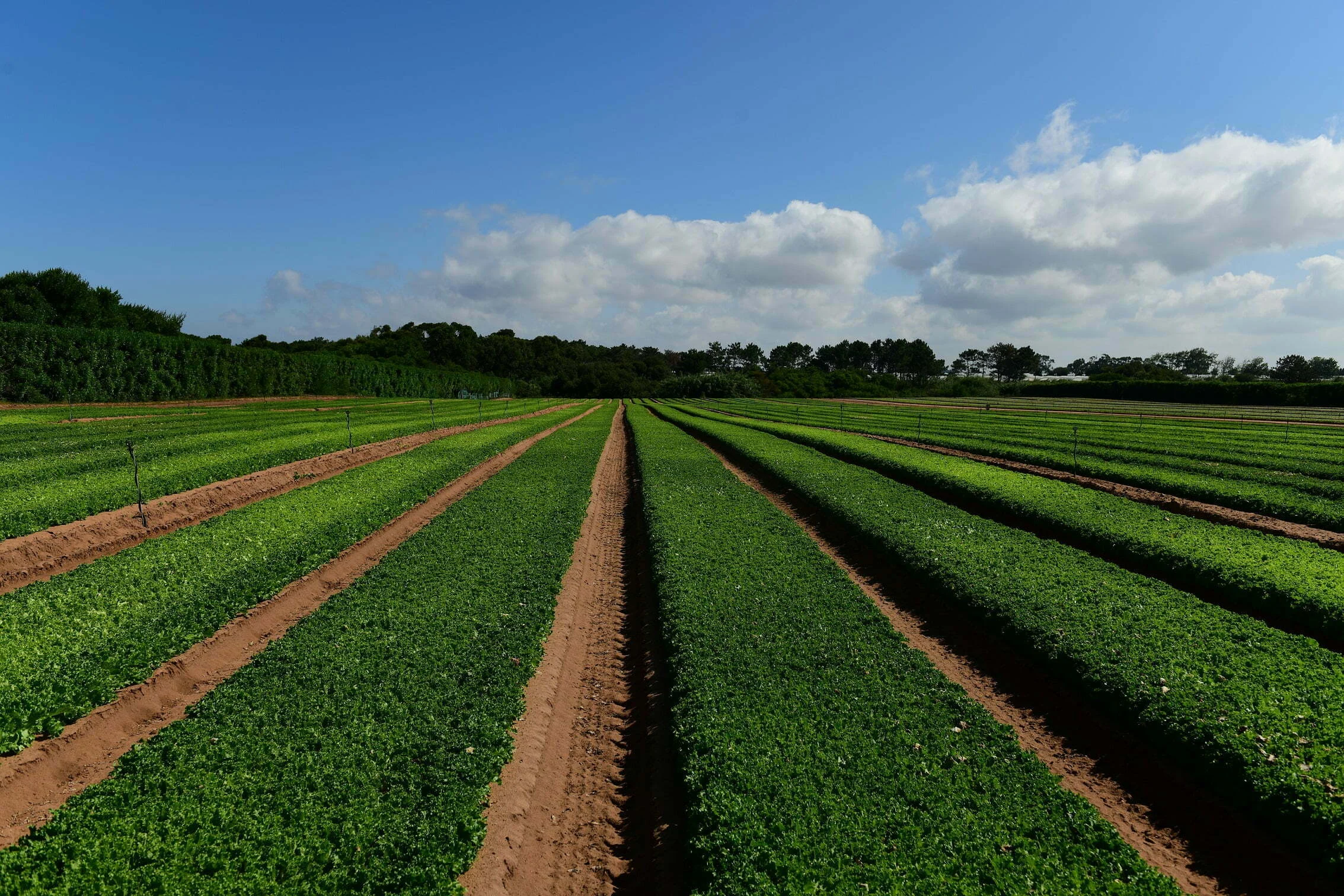 Vitacress vai testar o uso de algas como fertilizante orgânico