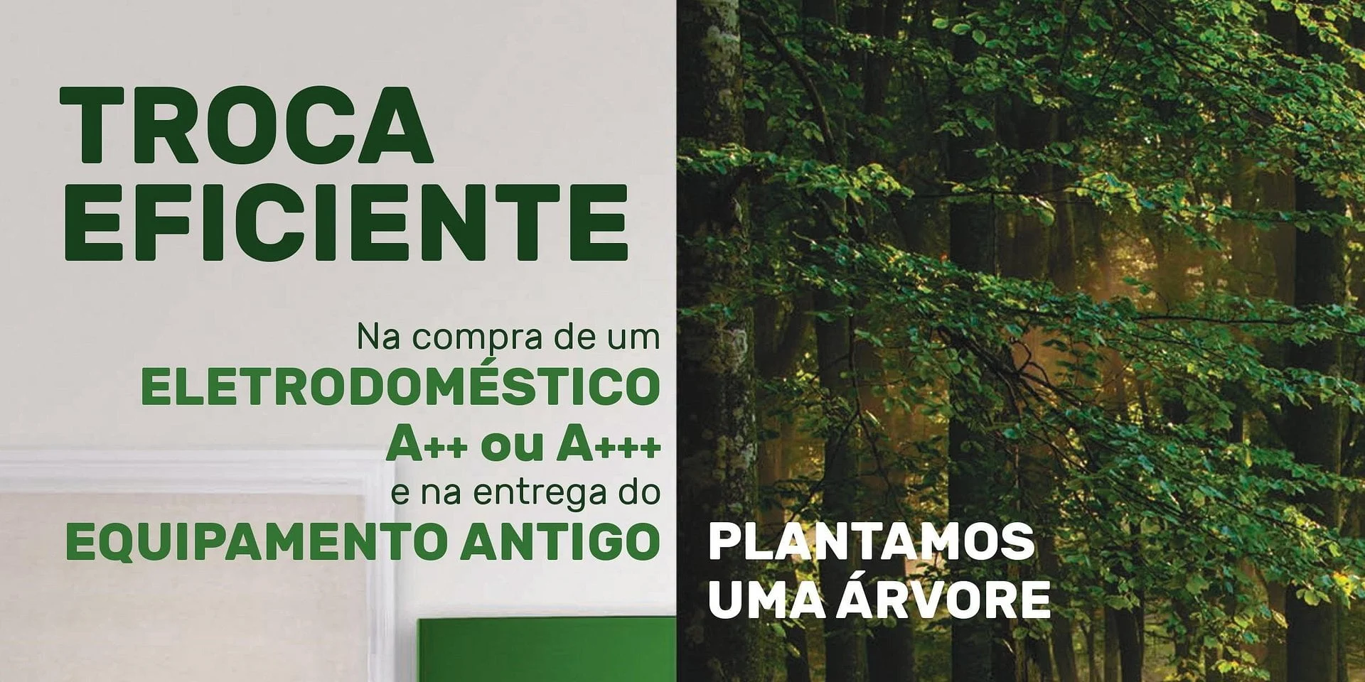 Worten continua a reflorestar zonas afetadas pelos incêndios