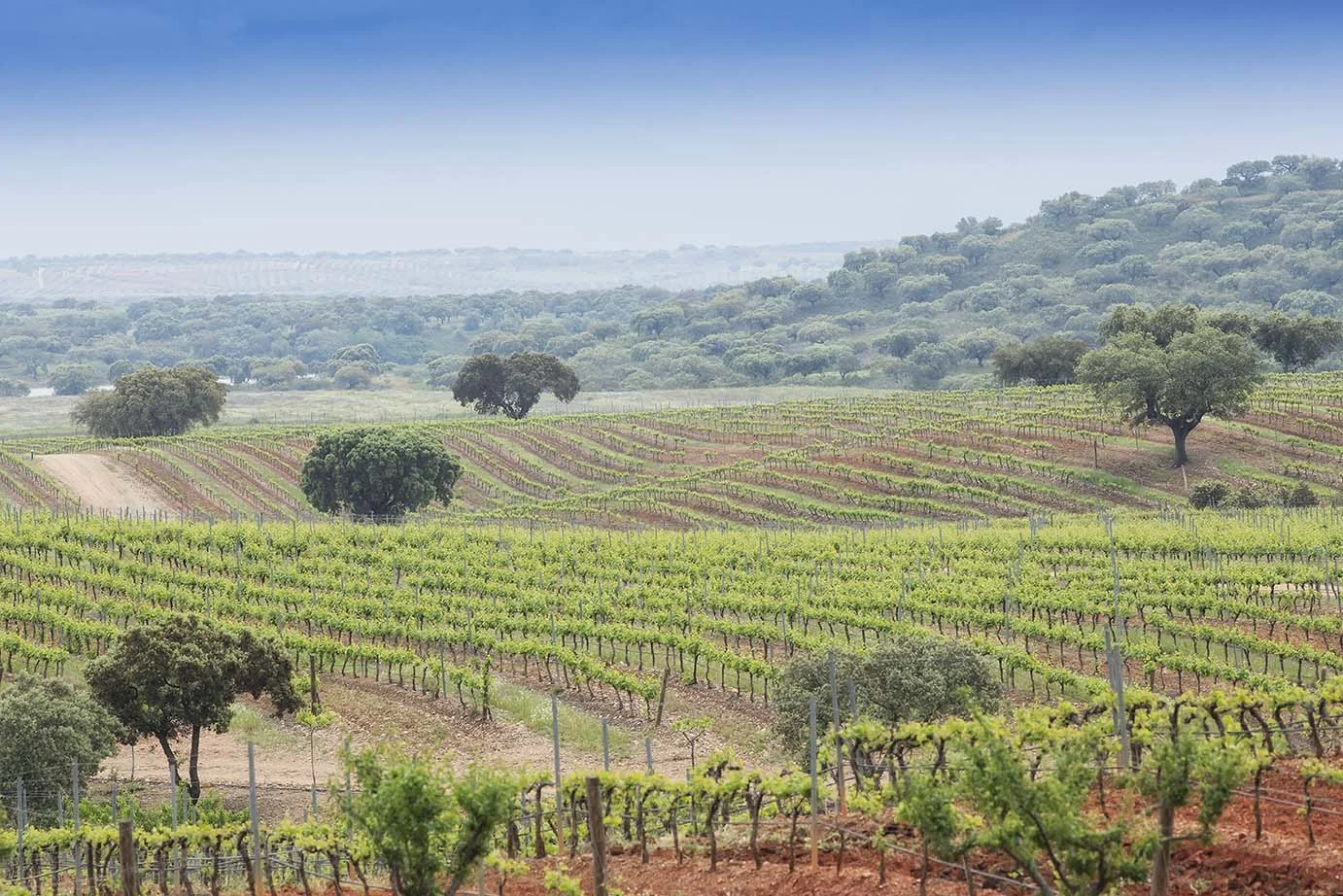Vinhos do Alentejo criam agenda online