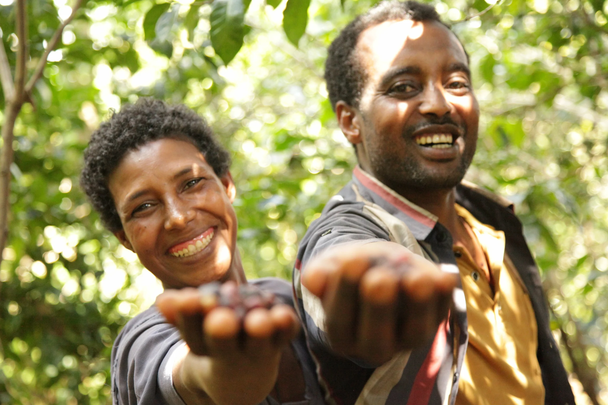 International Coffee Partners apoia pequenos produtores de café na Etiópia