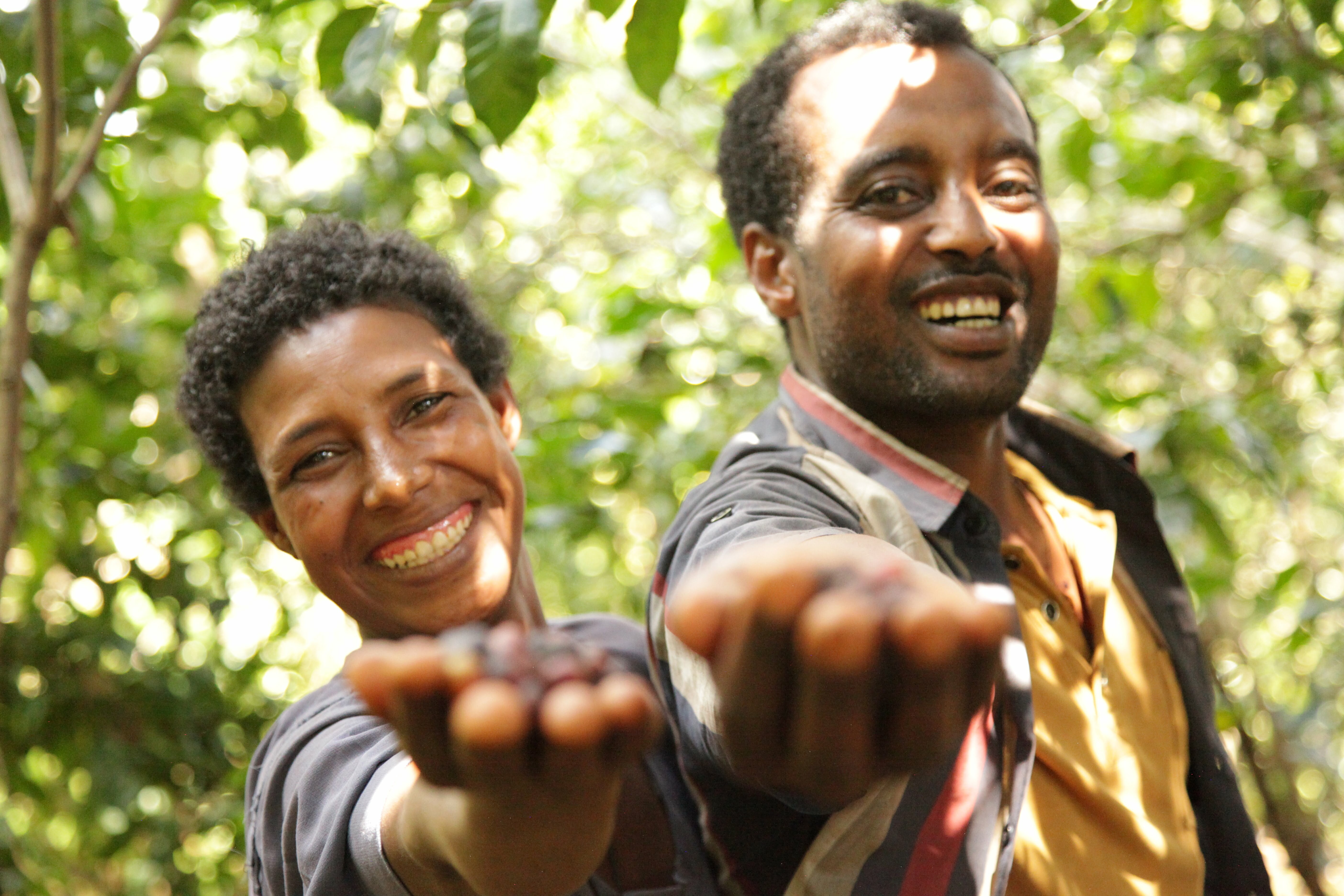 International Coffee Partners apoia pequenos produtores de café na Etiópia