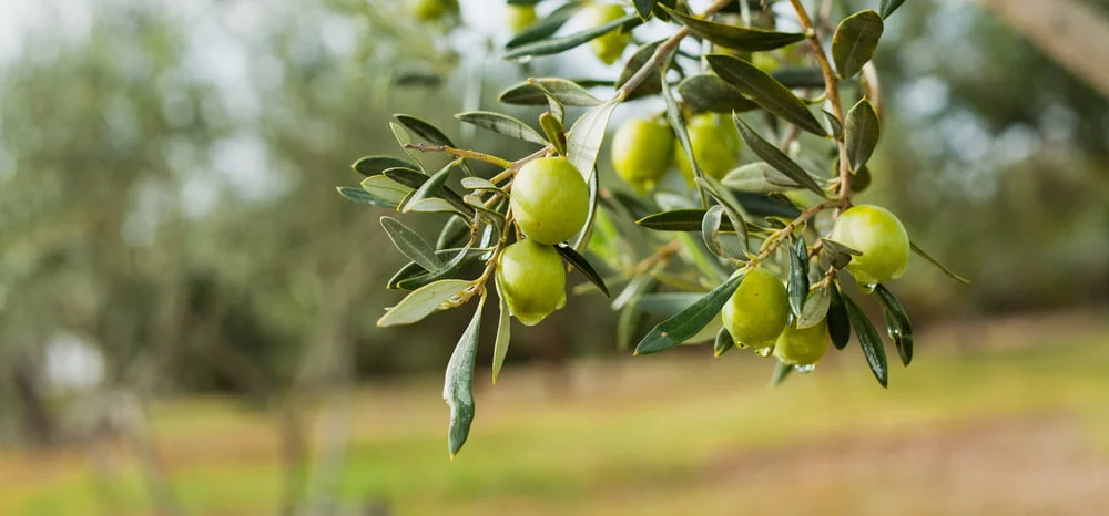 CBRE assessora venda de exploração agrícola no Alqueva a investidor internacional