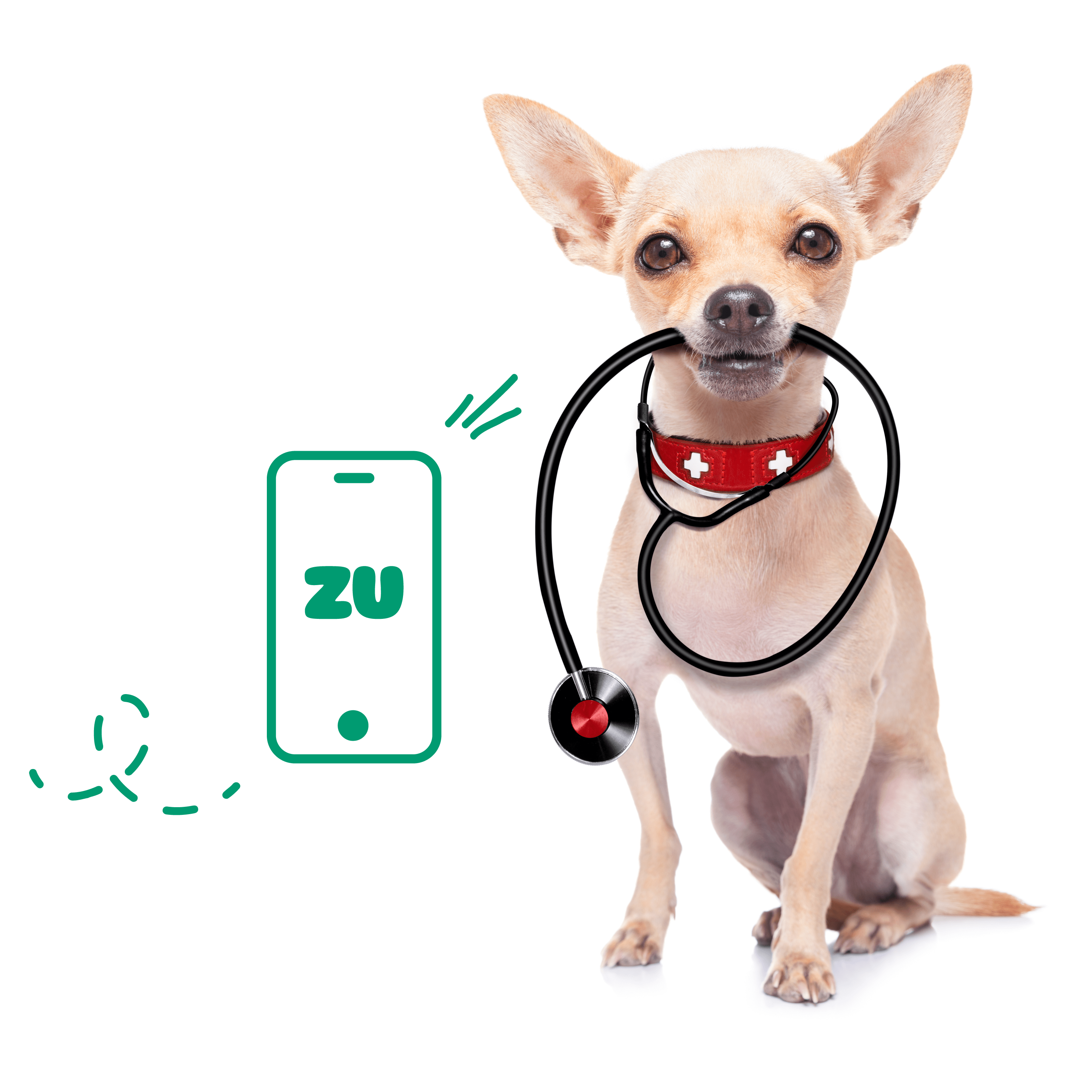 Nova app da ZU permite agendamento de consultas para cães e gatos