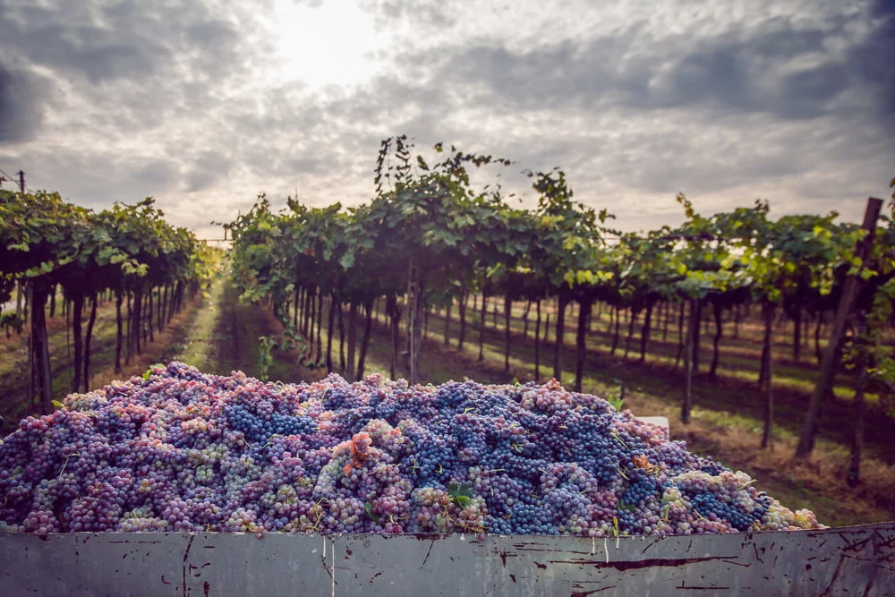 Produção mundial de vinho em 2021 estará em mínimos históricos