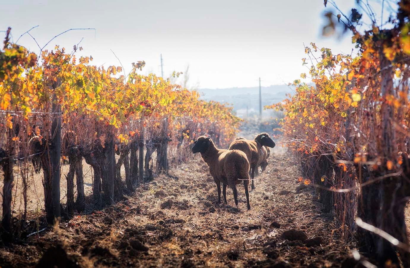 Vinhos do Alentejo lançam certificação inédita de produção sustentável