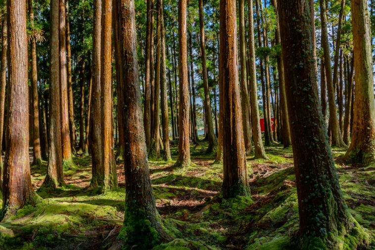 anti-desflorestação