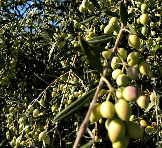 Herdade Maria da Guarda prevê alcançar a produção de 1,5 milhões de quilogramas de azeite