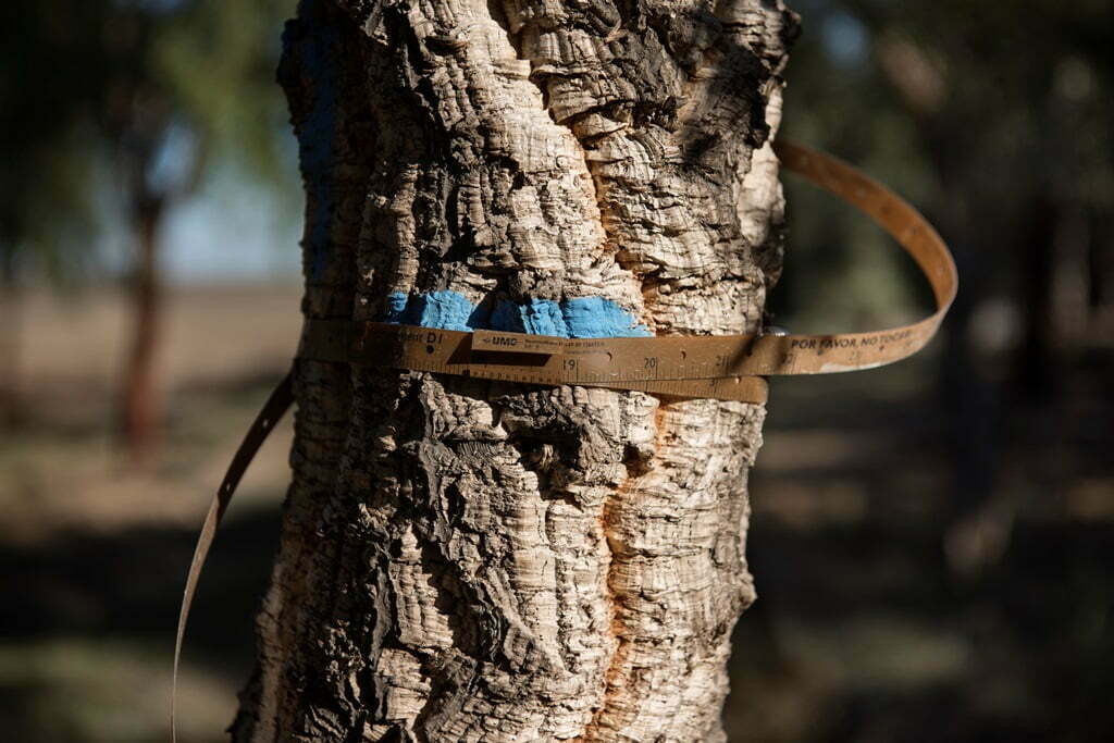 Corticeira Amorim vence Best Raw Materials Sustainability – Europe 2020