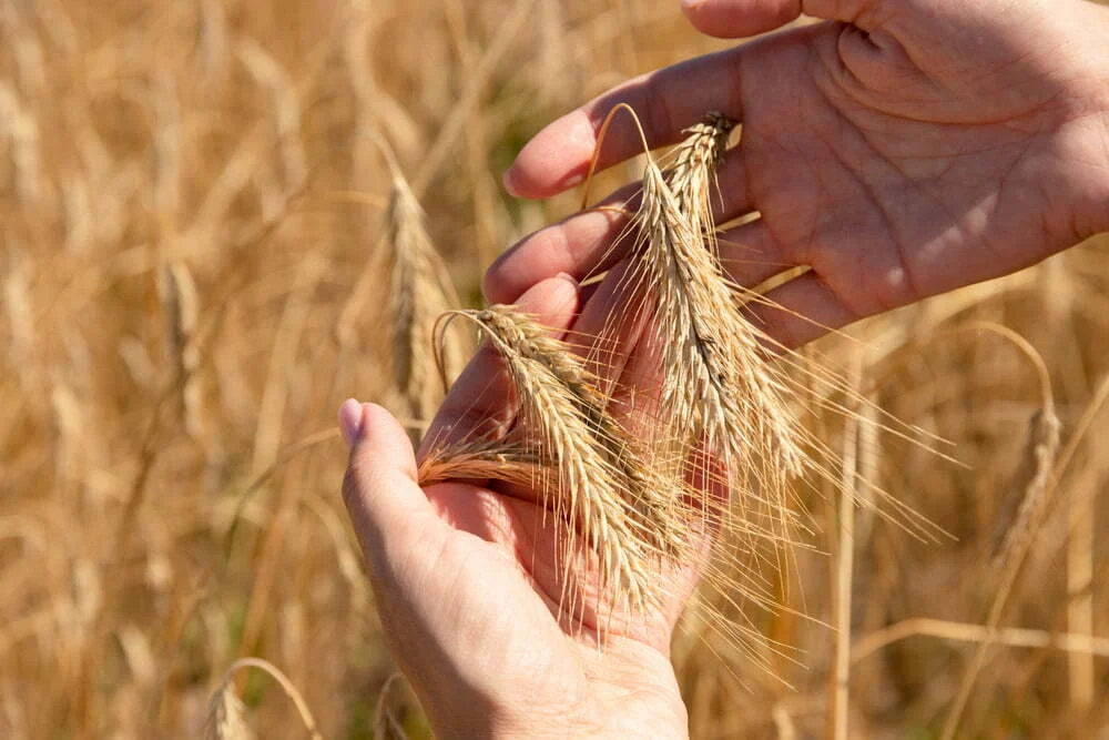 Alimentos europeus reforçam imagem nos mercados globais