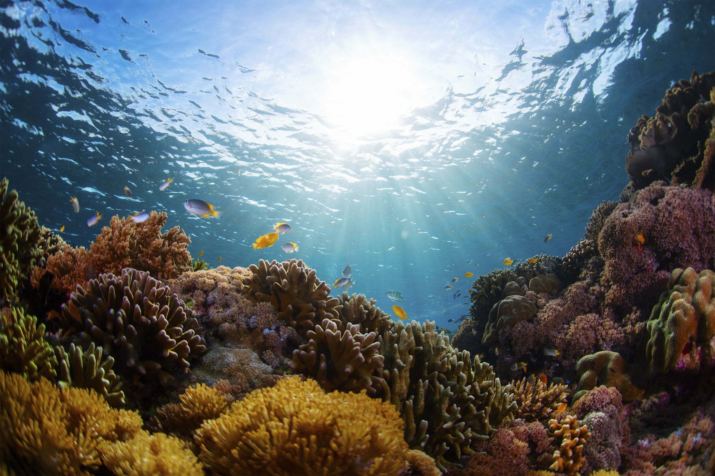Estudo da ONU destaca crescimento das pescas certificadas com MSC