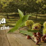 Festa da Castanha de Sernancelhe