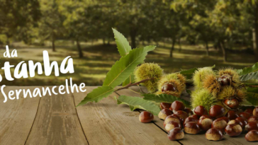 Festa da Castanha de Sernancelhe