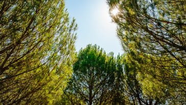 Navigator investimentos ESG