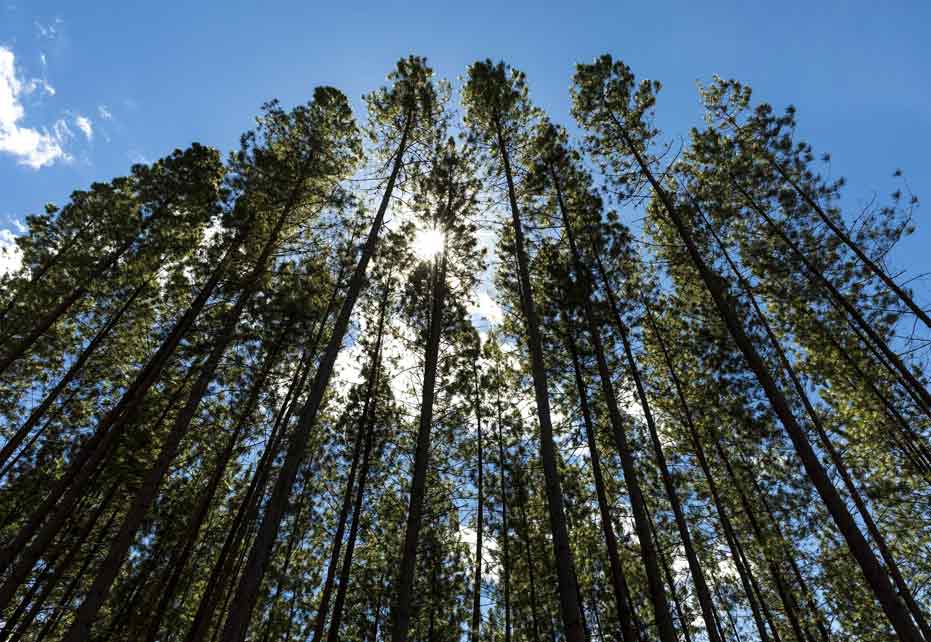Smurfit Kappa estabelece novos objetivos de sustentabilidade com Better Planet 2050