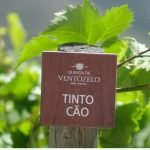 Tinto Cão