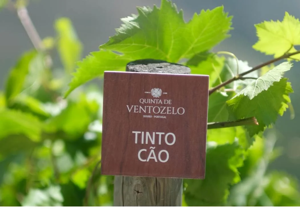 Quinta de Ventozelo alarga a sua coleção de monocastas