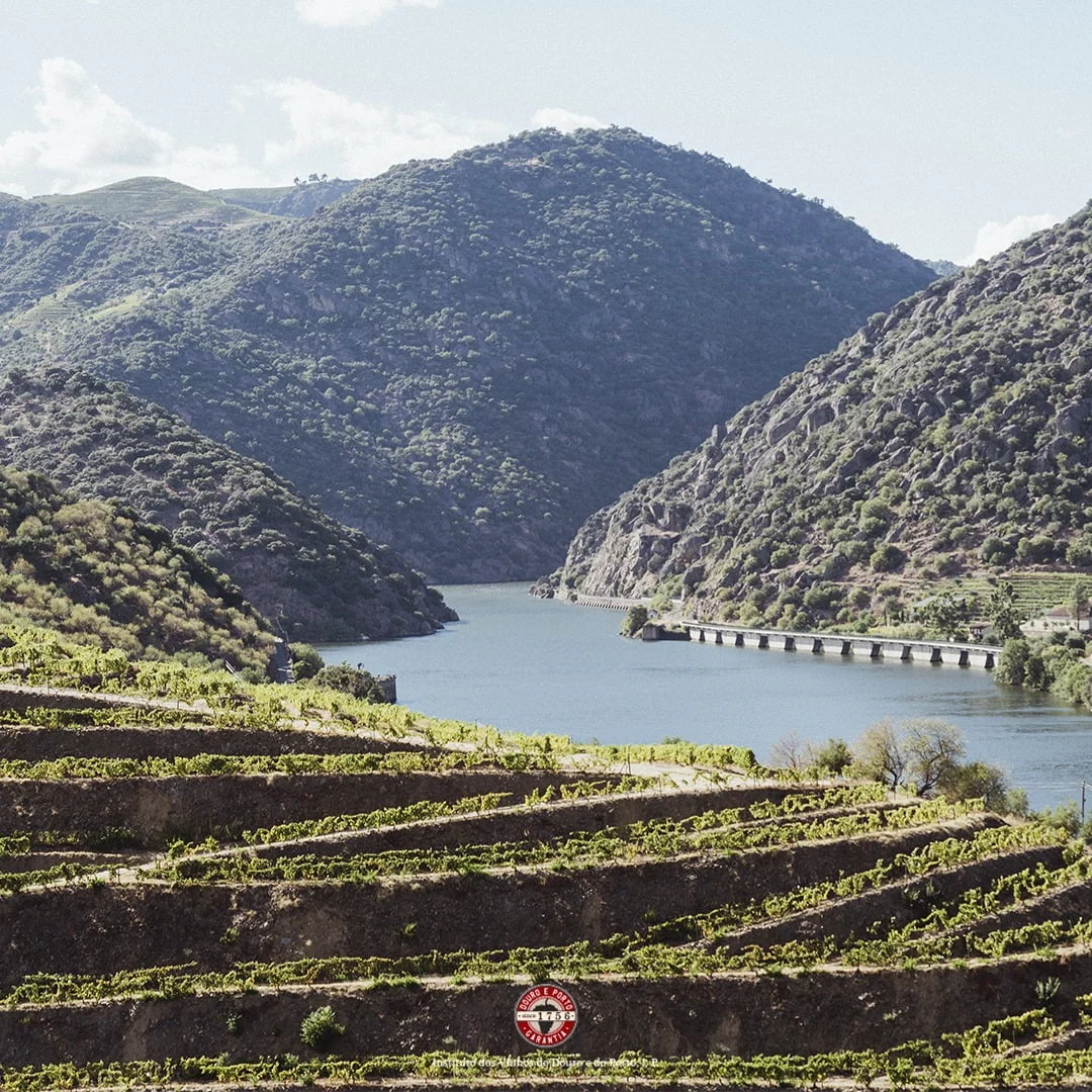 Governo aprova plano para garantir futuro sustentável do vinho do Douro