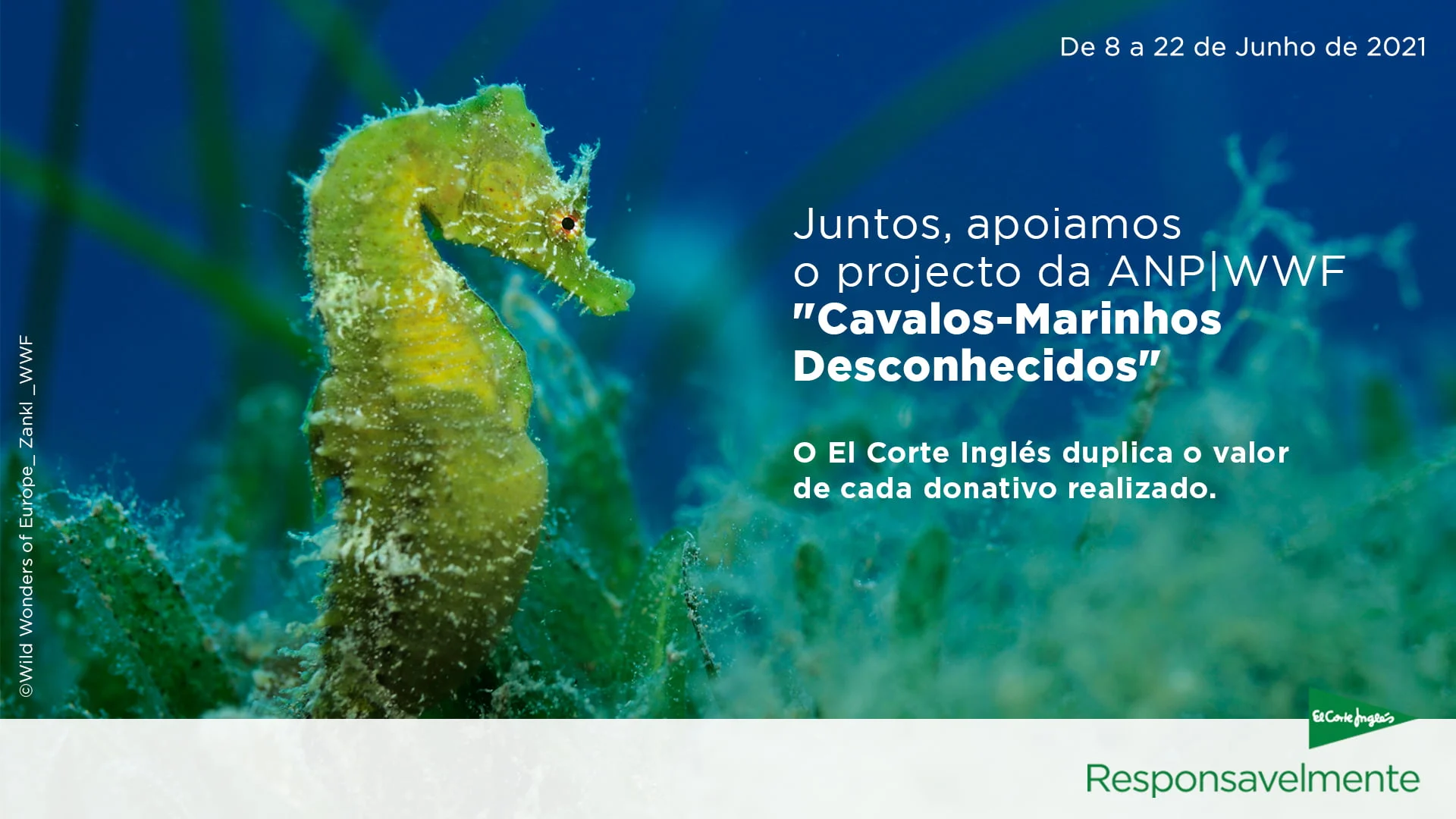 El Corte Inglés junta-se à ANP/WWF para proteger os cavalos-marinhos dos mares portugueses