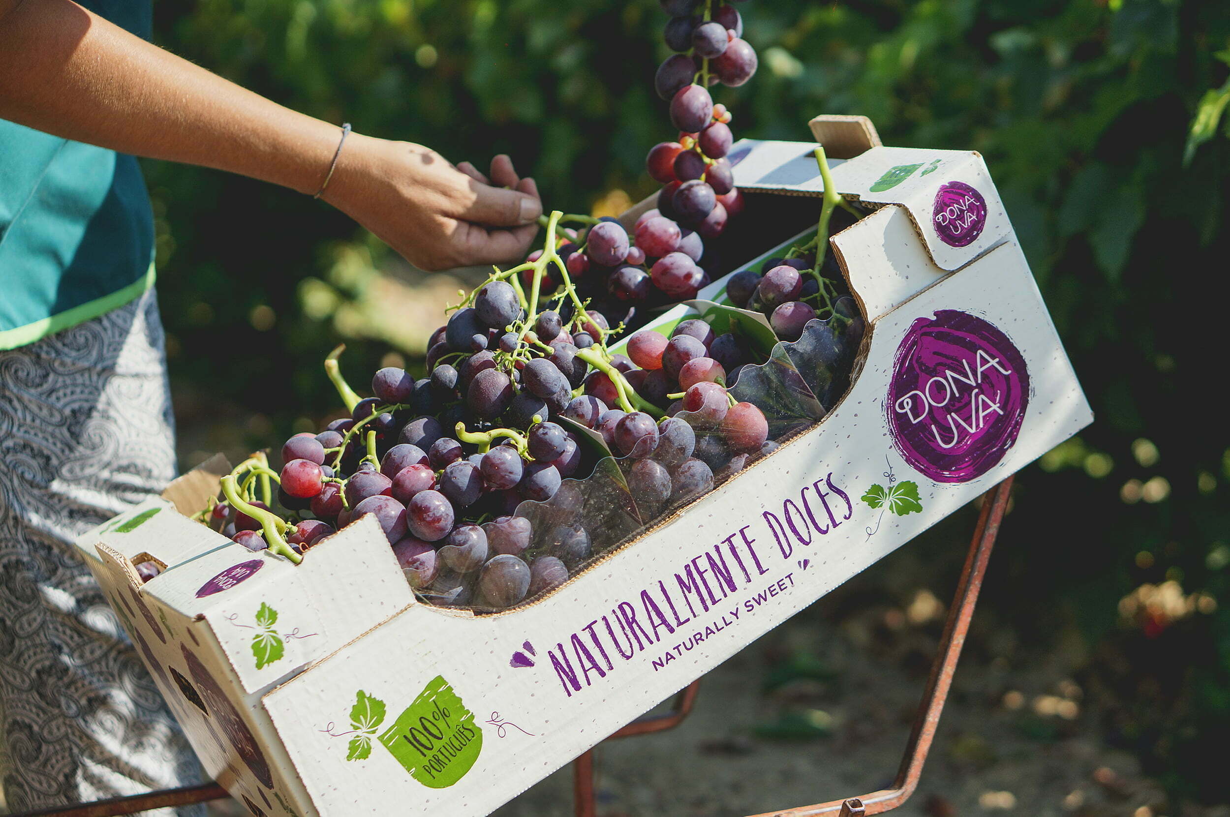 Frutalmente aposta na uva sem grainha e triplica área de produção
