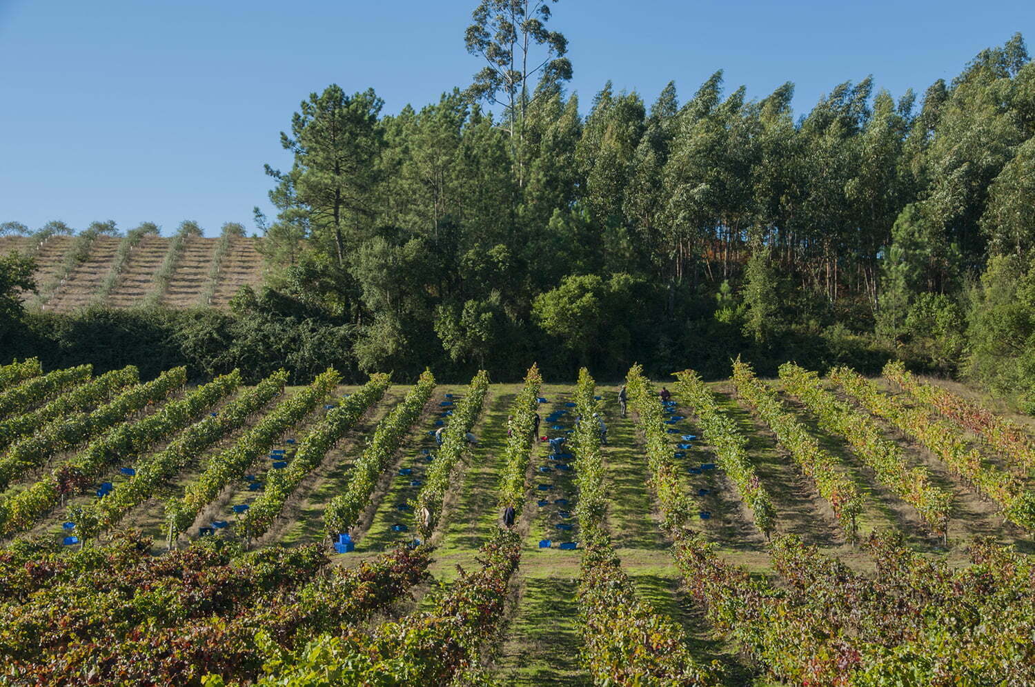 Grupo Terras & Terroir adquire Quinta do Ortigão em Anadia