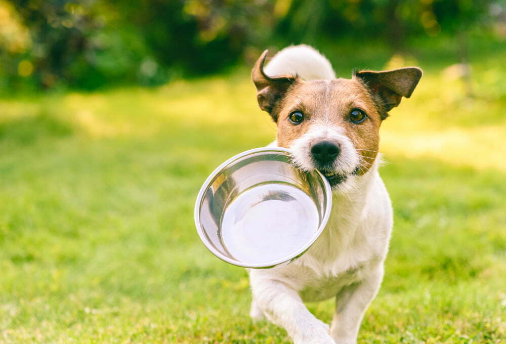 Mercado global de alimentação para cães deve aumentar nos próximos anos