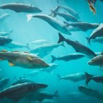 Bacalhau concorrência desleal