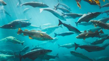 Bacalhau concorrência desleal